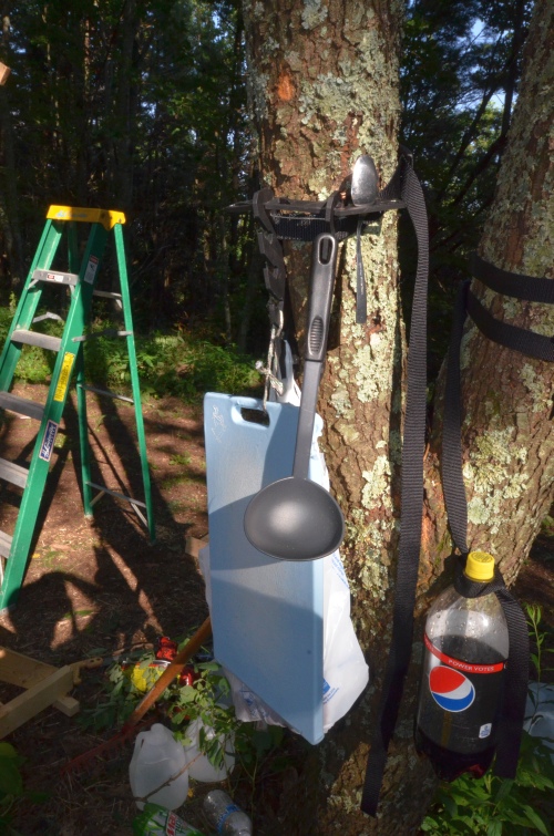 Montie Gear Tree Hook Strap Used Creatively to Keep a Diet Pepsi Bottle Out of the Dirt